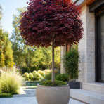 Javor mliečny (Acer platanoides) ´CRIMSON SENTRY´  - výška 120-140 cm, kont. C5L  - NA KMIENKU